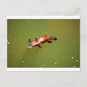 PLATYPUS EUNGELLA NATIONAL PARK AUSTRALIA VYKORT