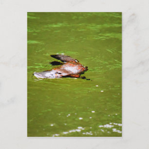 PLATYPUS I VATTEN EUNGELLA AUSTRALIA VYKORT