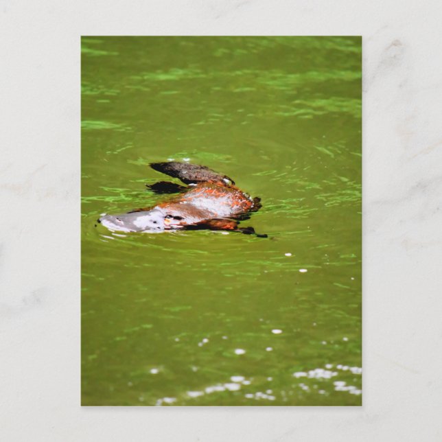 PLATYPUS I VATTEN EUNGELLA AUSTRALIA VYKORT (Framsida)