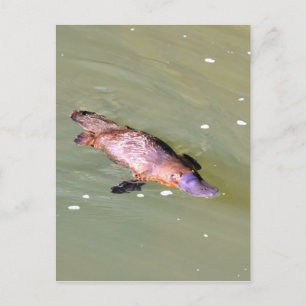 PLATYPUS I VATTEN EUNGELLA AUSTRALIA VYKORT