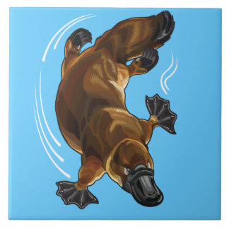 platypus kakelplatta
