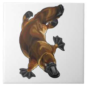 platypus kakelplatta