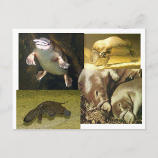 Platypus Panorama Vykort