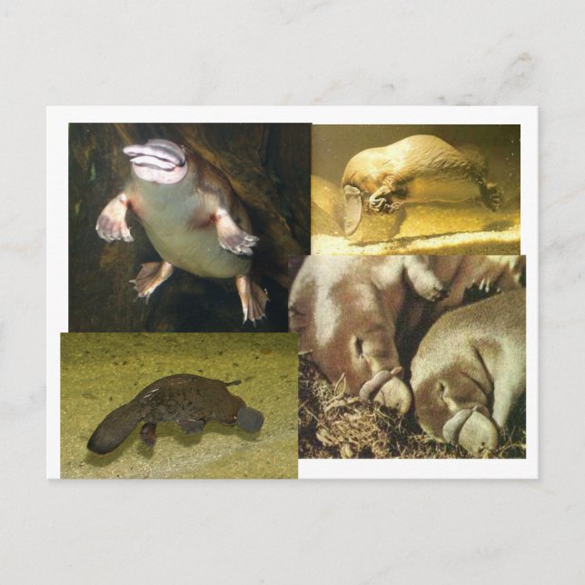 Platypus Panorama Vykort (Framsida)