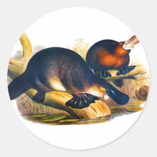 Platypus Runt Klistermärke