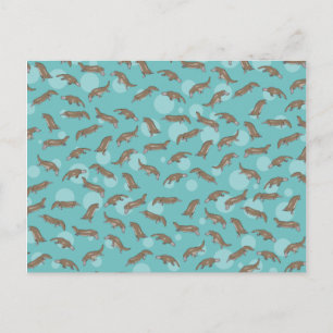 Platypuses Swimming Vykort