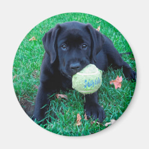 Play Boll - Labrador Puppy - Svart lab Magnet
