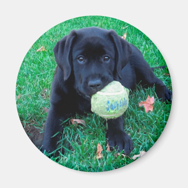 Play Boll - Labrador Puppy - Svart lab Magnet (Framsidan)