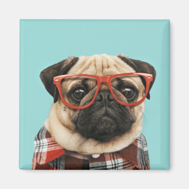 Play Shirt Pug Magnet (Framsidan)
