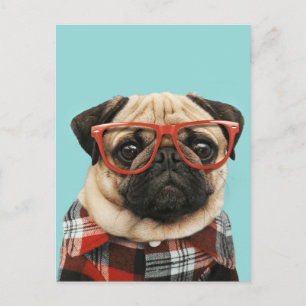 Play Shirt Pug Vykort