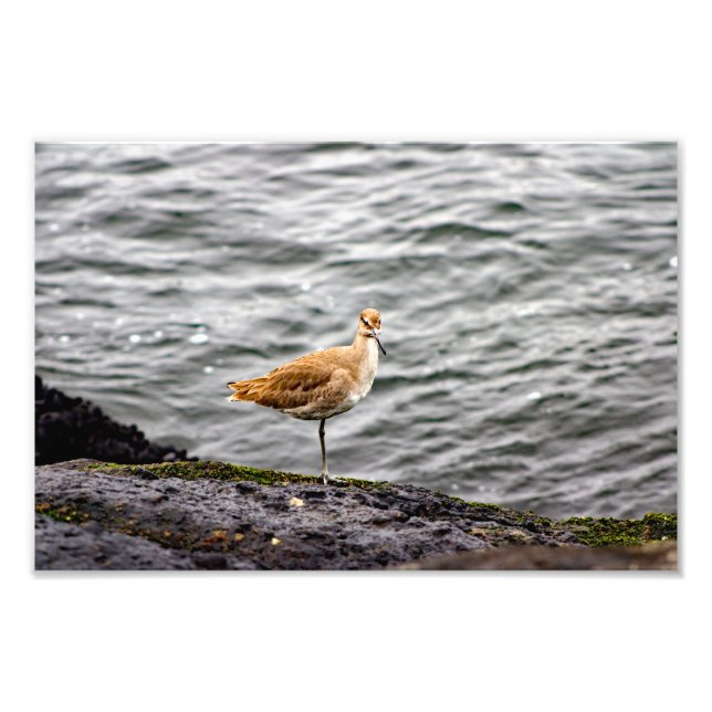 Playa Del Rey Fototryck (Framsidan)