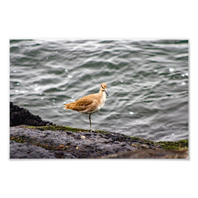 Playa Del Rey Fototryck (Framsidan)