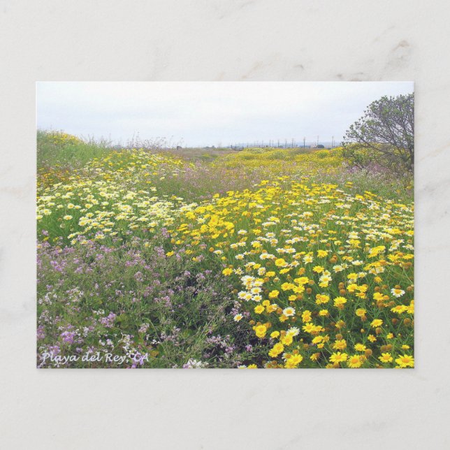 Playa del Rey Wildblommor - Mike Izzo Vykort (Framsida)