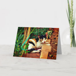 Pleasant Cat Kort