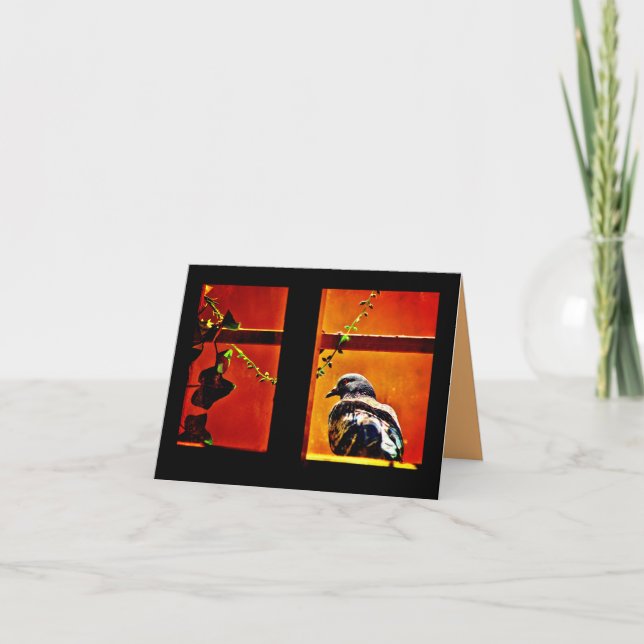 Pleasant Pigeon Kort (Framsida)