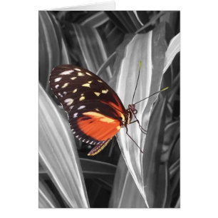 Pleasantville Butterfly - 5 tum x 7 tum Art Card Hälsningskort