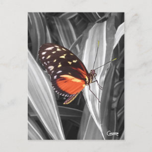 Pleasantville Butterfly - vykort