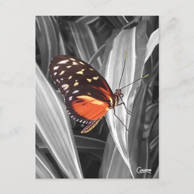 Pleasantville Butterfly - vykort (Framsida)