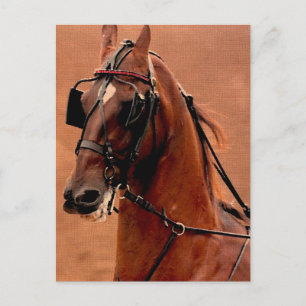 Please Harness Saddleborn Digital Art Vykort
