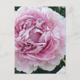 Pleasing Rosa Perky Peony Photo Vykort