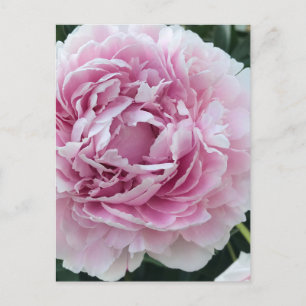 Pleasing Rosa Perky Peony Photo Vykort