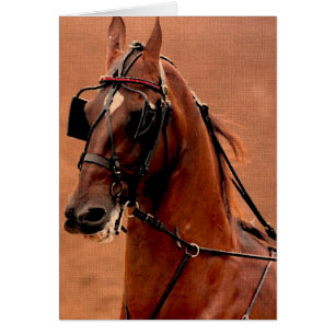 Pleasure Harness Saddlebred Digital Konst Hälsningskort