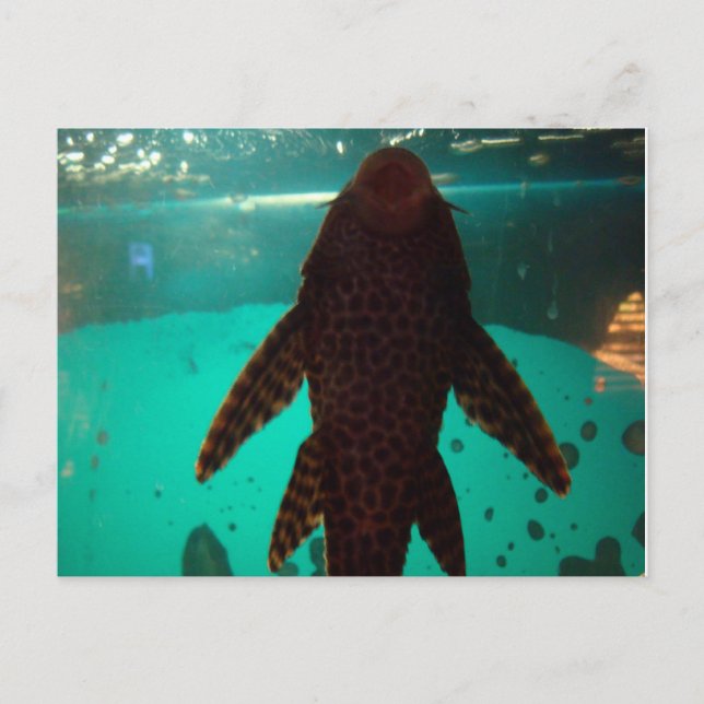 Pleco Vykort (Framsida)