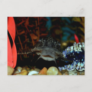 Pleco Watching Vykort