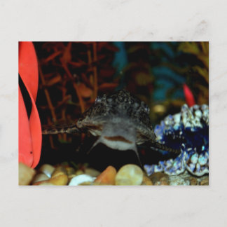 Pleco Watching Vykort