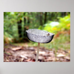 Pleed Inkcap Mushroom Poster