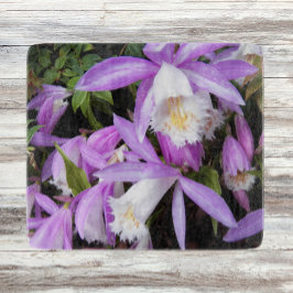 Pleione Windows sill Orchids Blommigt