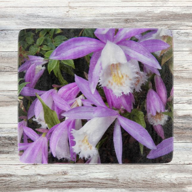 Pleione Windows sill Orchids Blommigt (In Situ)