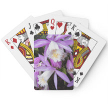 Pleione Windows sill Orchids Blommigt