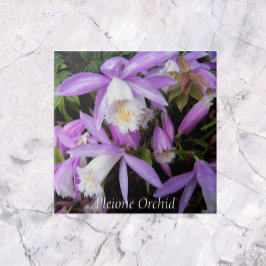 Pleione Windows sill Orchids Blommigt Kakelplatta