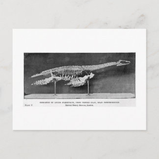Plesiosaur-vykort Vykort