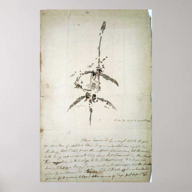 Plesiosaurus dolichodeirus poster (Framsidan)