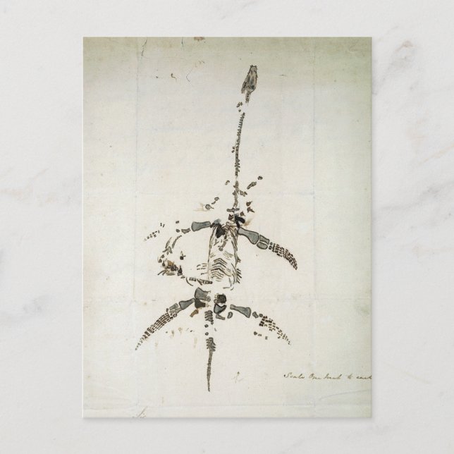 Plesiosaurus dolichodeirus vykort (Framsida)