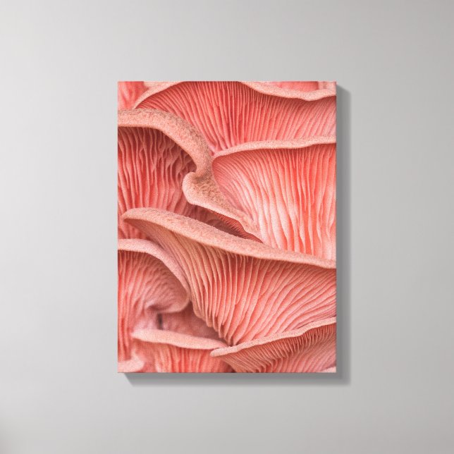 pleurotes roses canvastryck (Framsida)