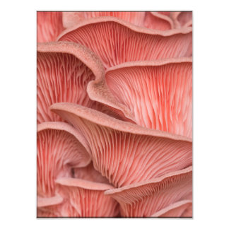 pleurotes roses fototryck