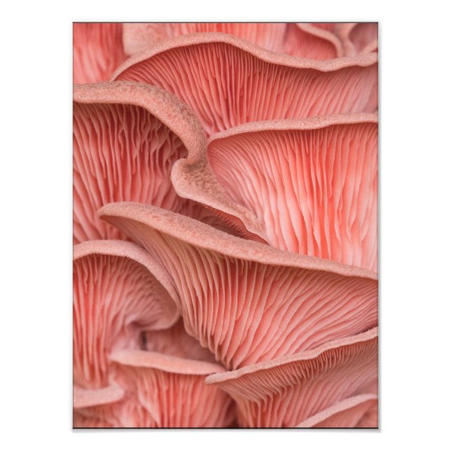 pleurotes roses fototryck (Framsidan)