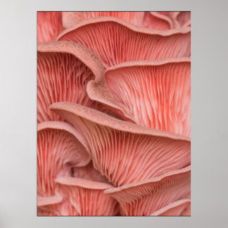 pleurotes roses poster