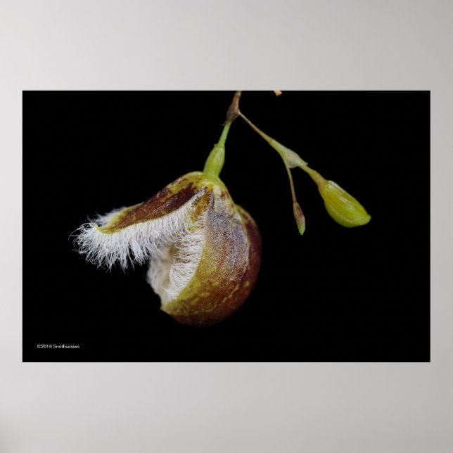 Pleurothallis Cypripedioides Poster (Framsidan)