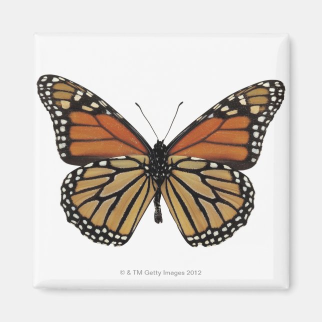 Plexippus Danaus Butterfly Magnet (Framsidan)