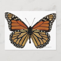 Plexippus Danaus Butterfly