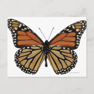 Plexippus Danaus Butterfly Vykort