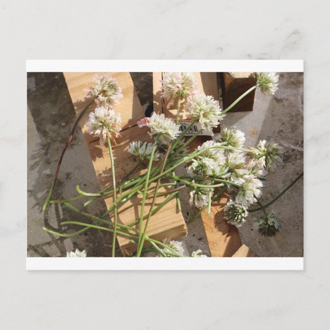 Plockad Vår blommor Vykort (Framsida)
