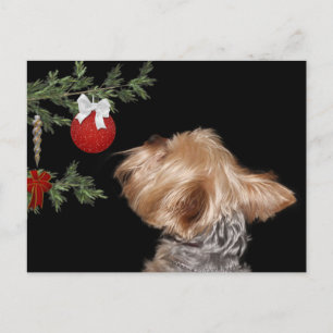 Plockad Yorkie-jul Helg Vykort
