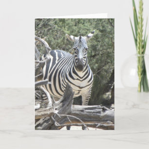 Plockad zebra-födelsedagskort kort