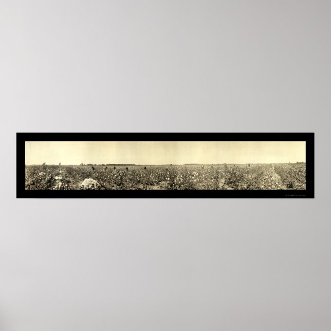 Plockande bomullsfoto 1917 poster (Framsidan)