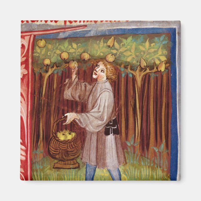 Plockfrukter Magnet (Framsidan)